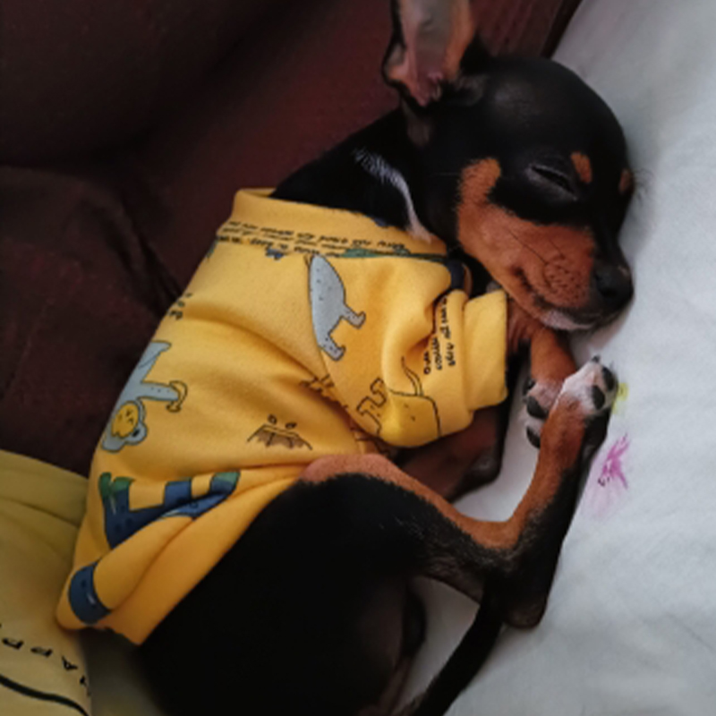 Xs Vestiti per cani per cani d - Winter Clothing For Boys recensione e prezzo